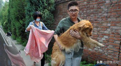 怎么判断狗是不是要死了 狗狗临终前的表现