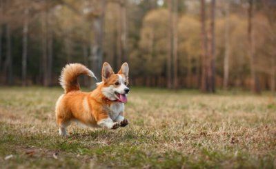 柯基犬为什么没有尾巴 柯基犬的由来及断尾原因