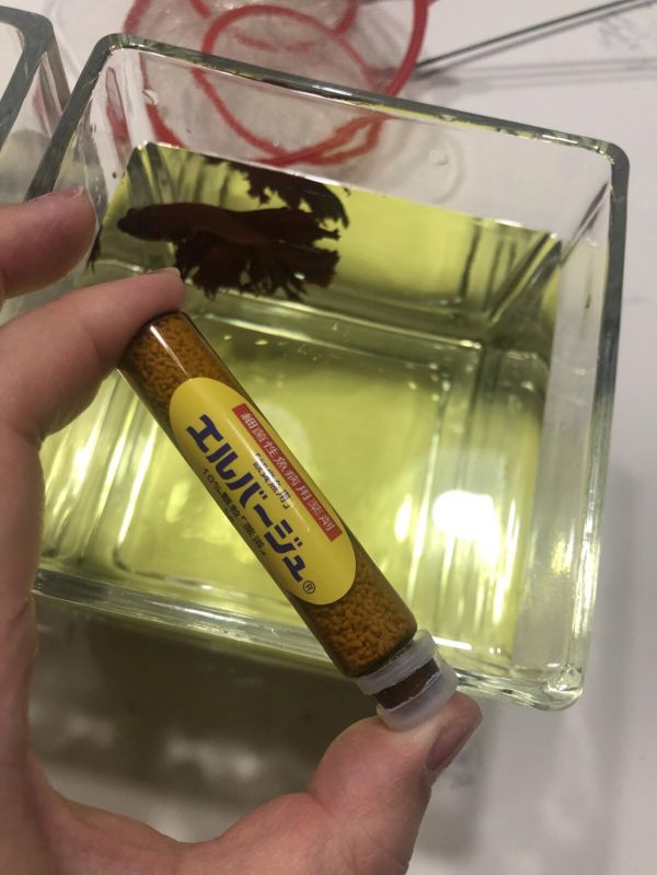 鱼缸用药后多久换水？常见做法分享与解析