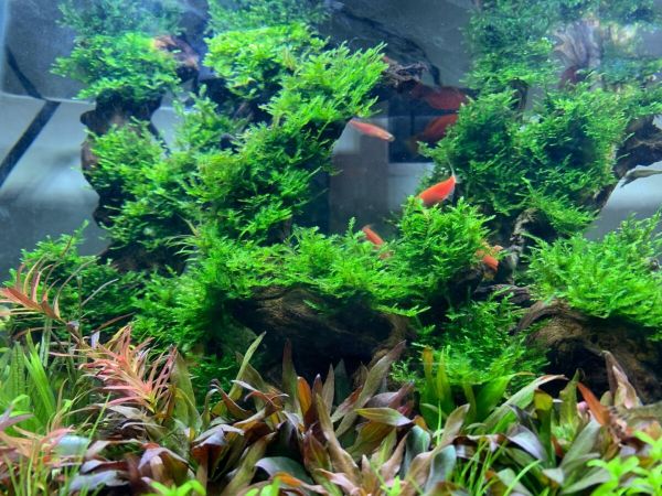 鱼缸用药后多久换水？常见做法分享与解析