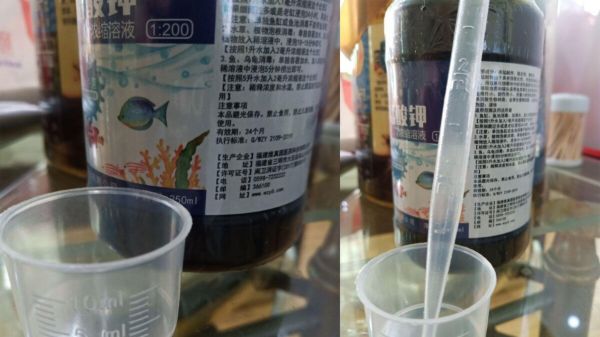 鱼缸用药后多久换水？常见做法分享与解析