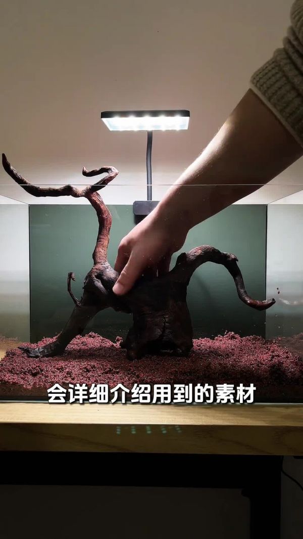斑马鱼鱼缸,开缸保姆级教程