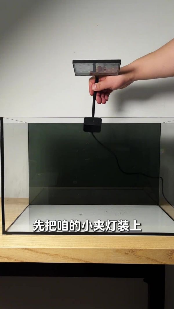 斑马鱼鱼缸,开缸保姆级教程
