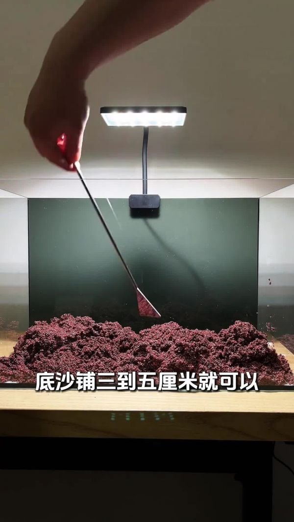 斑马鱼鱼缸,开缸保姆级教程