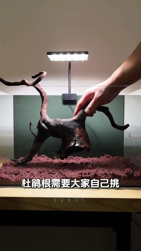 斑马鱼鱼缸,开缸保姆级教程
