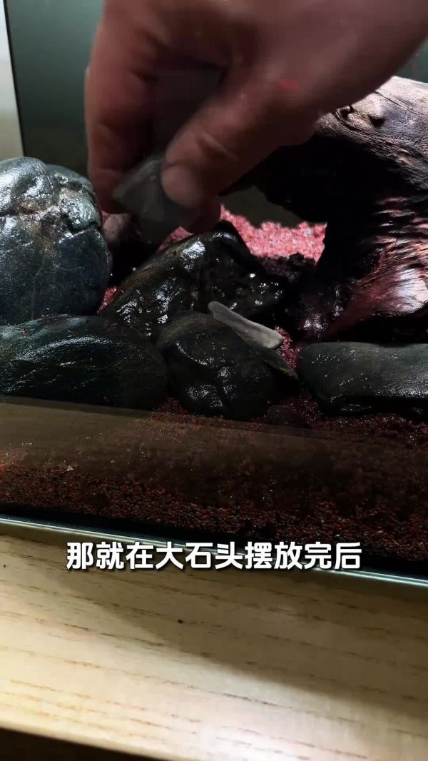 斑马鱼鱼缸,开缸保姆级教程