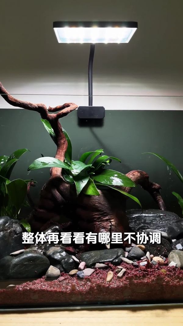 斑马鱼鱼缸,开缸保姆级教程