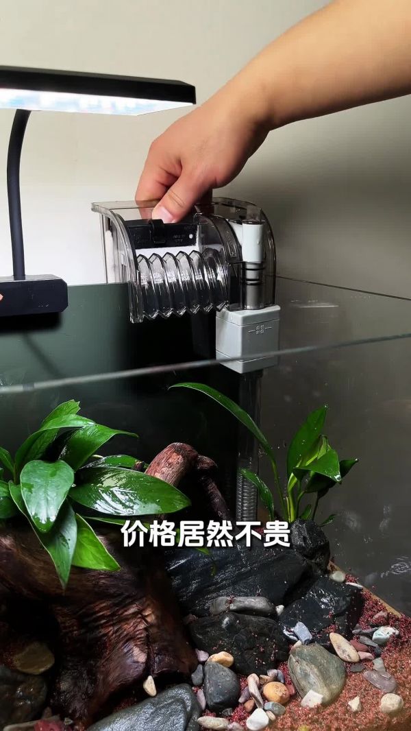 斑马鱼鱼缸,开缸保姆级教程