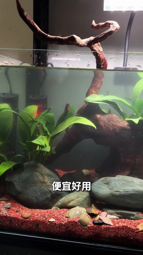 斑马鱼鱼缸,开缸保姆级教程