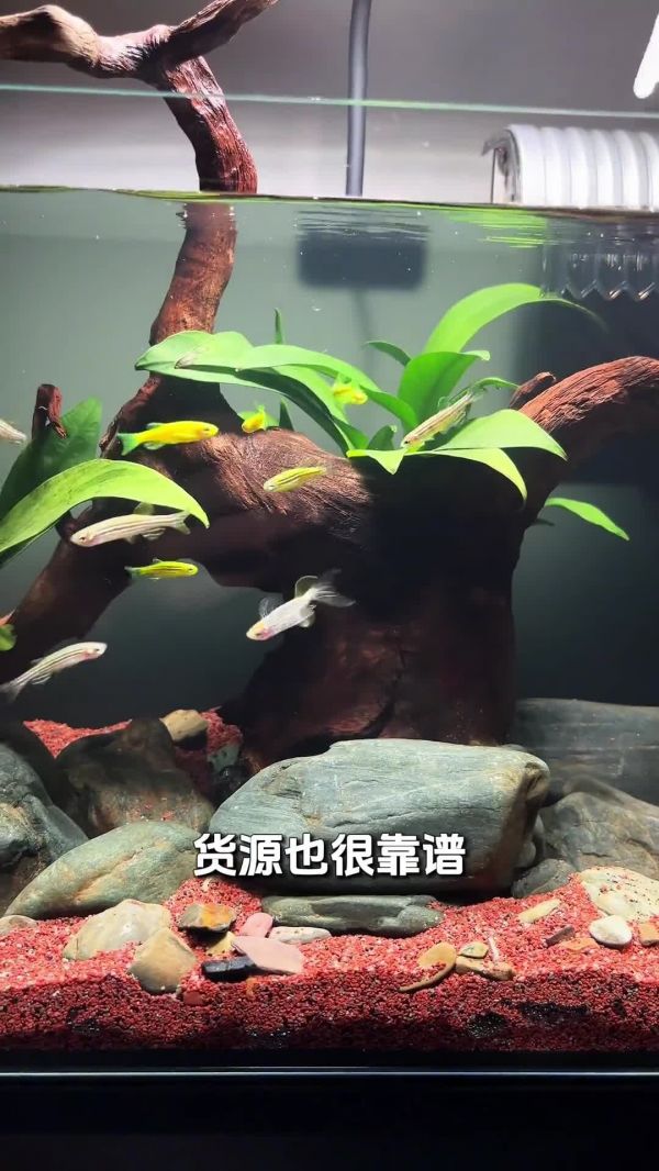 斑马鱼鱼缸,开缸保姆级教程