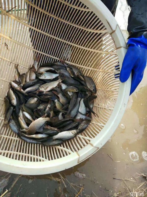 故城县里老一一鱼苗养殖厂·一一鱼苗养殖厂常年出售各种淡水鱼苗免费运输
