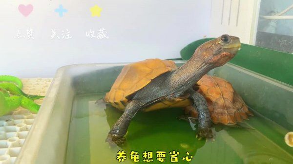 乌龟使用电解多维
