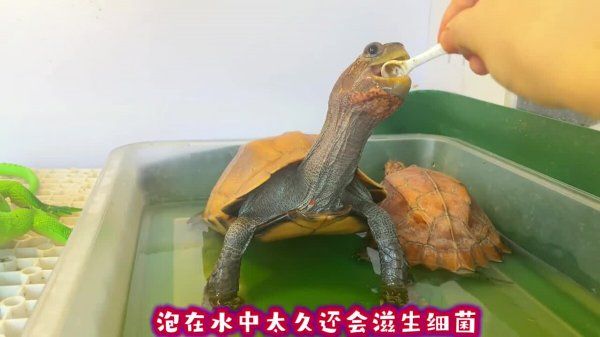 乌龟使用电解多维