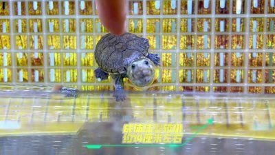 新手养龟必看：窄桥蛋龟饲养指南 养窄桥蛋龟的新手必读指南