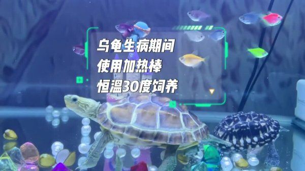乌龟使用氟苯尼考用量、方法详细介绍