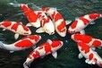 济南高新区汉峪金谷观赏鱼出租
