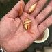 江西赣州观赏鱼出售江西九江锦鲤鱼苗批发
