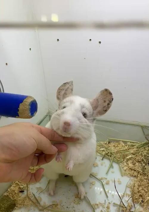 龙猫容易胖的原因与解决方法（宠物龙猫的饮食和生活习惯对于其体重控制至关重要）