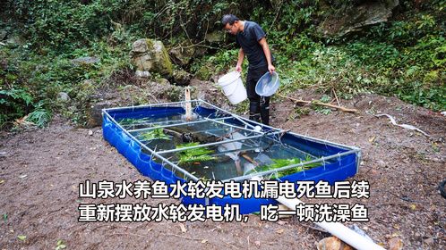 深山利用泉眼养鱼，水轮发电机诱虫装置漏电，电死鱼后续