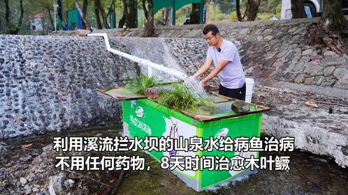 利用自然溪流给鳜鱼治病，8天时间不用任何药物，看我如何治愈