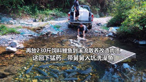再放230斤饲料鲤鱼到溪流散养，下猛药带舅舅入坑洗澡鱼