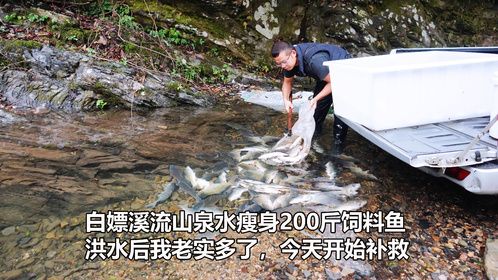 白嫖溪流散养200斤饲料鱼，改成洗澡鱼，突发洪水老实多了