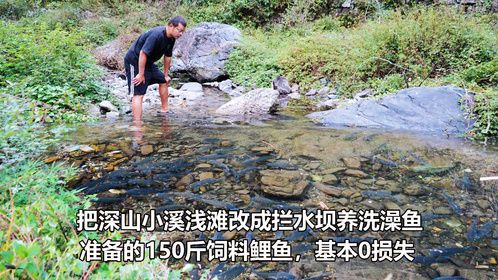 改造深山小溪浅滩，散养瘦身150斤饲料鲤鱼，没想到几乎零损失