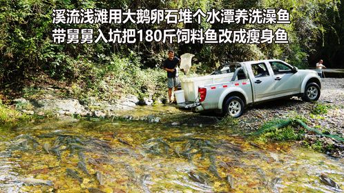在小溪浅滩用大鹅卵石堆个水潭养洗澡鱼，带舅舅入坑养个180斤