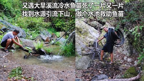 大旱溪流干枯鱼死大片，引流水源下山，野外做个水池把它们养起来