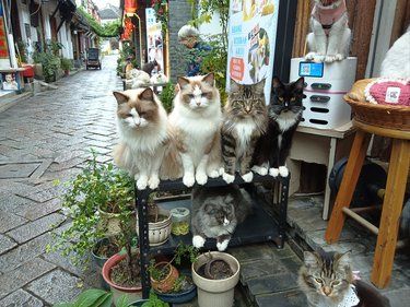 快来数数有多少只猫猫