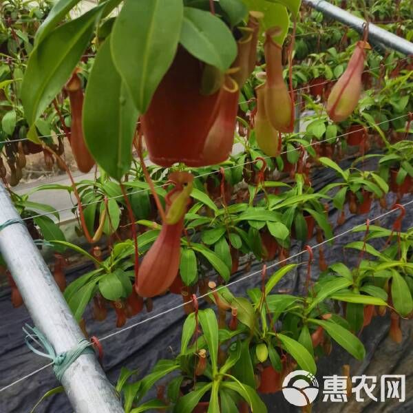 猪笼草（盆栽）基地直销全国一件代发物美价廉产品好服务好基地直