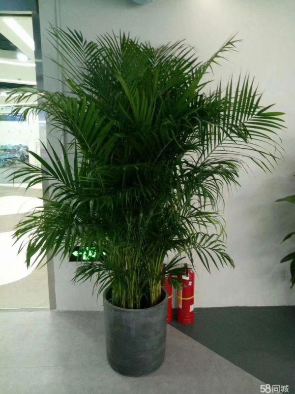 乐清园林花卉·乐清花卉植物外送开业植物/租摆活动/绿植花卉租售