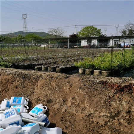 基地有种植密斯提蓝莓苗2020报价、密斯提蓝莓苗提供技术