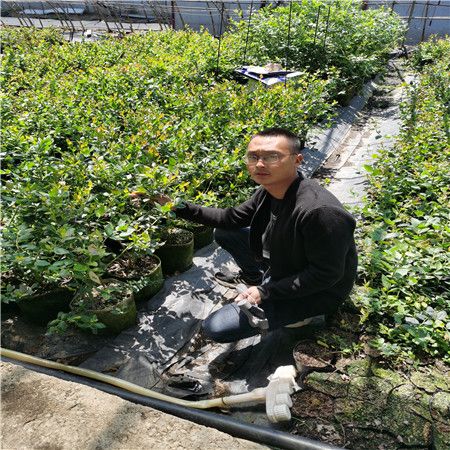 基地有种植密斯提蓝莓苗2020报价、密斯提蓝莓苗提供技术