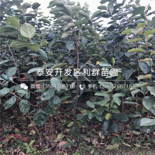 太秋甜柿子苗出售基地