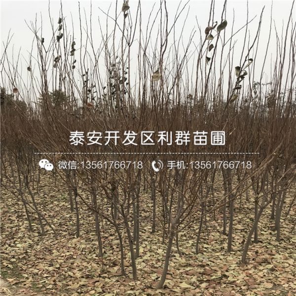 太秋甜柿子苗出售基地