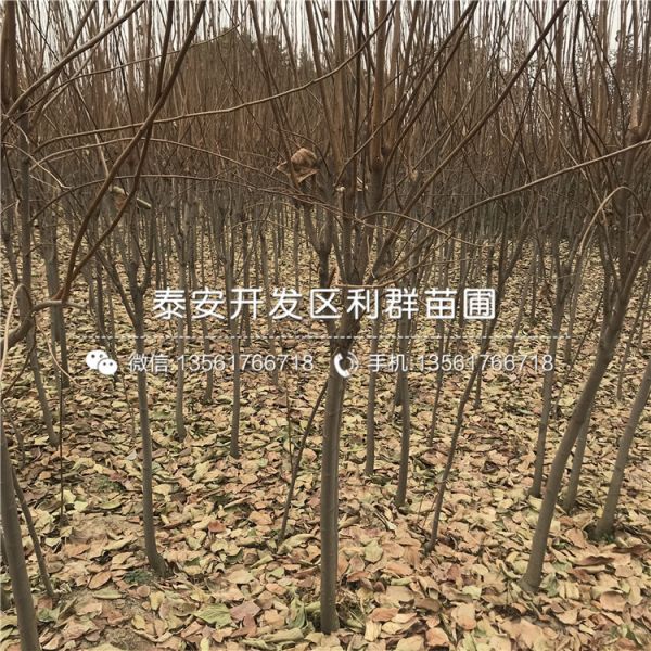太秋甜柿子苗出售基地
