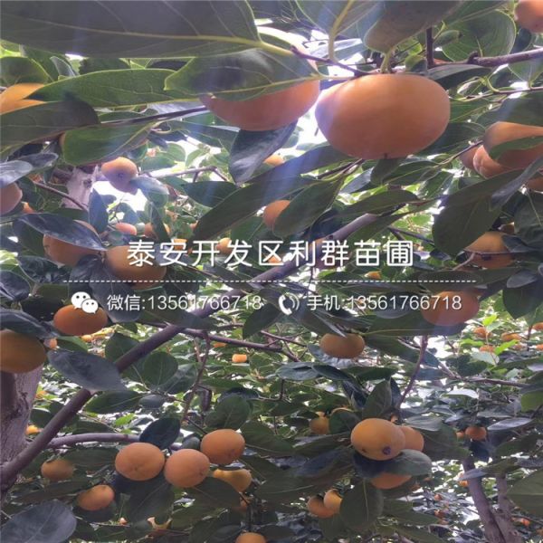 太秋甜柿子苗出售基地