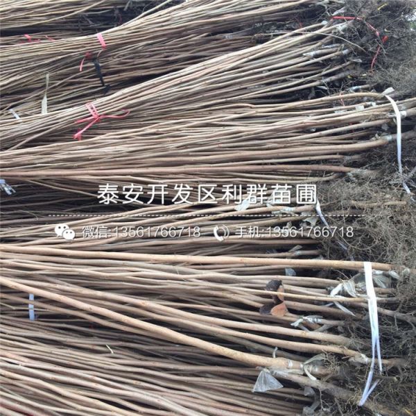 太秋甜柿子苗出售基地