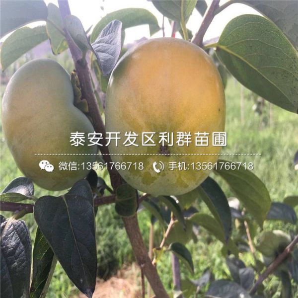 太秋甜柿子苗出售基地