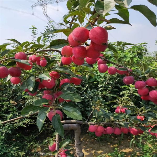 金帅苹果苗繁育基地