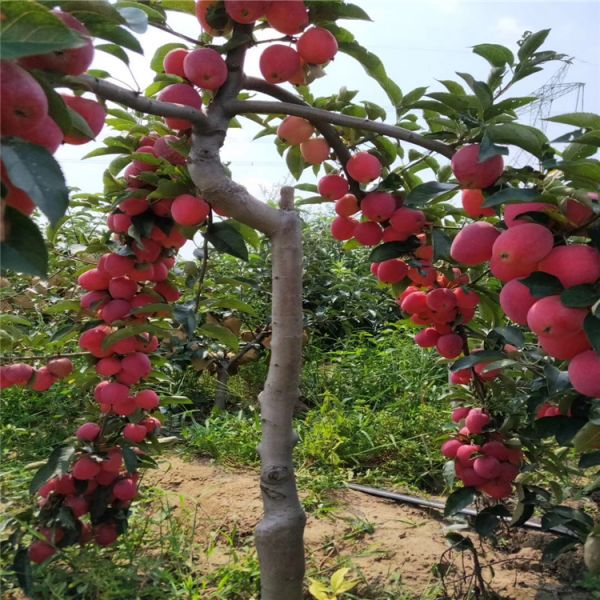 金帅苹果苗繁育基地