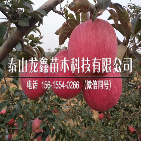 基地维纳斯黄金苹果树苗管理技术、维纳斯黄金苹果树苗管理技术