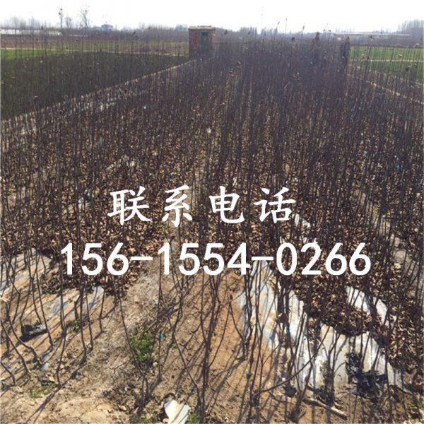 基地维纳斯黄金苹果树苗管理技术、维纳斯黄金苹果树苗管理技术