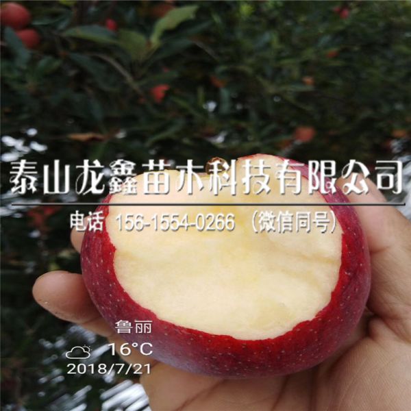 基地维纳斯黄金苹果树苗管理技术、维纳斯黄金苹果树苗管理技术