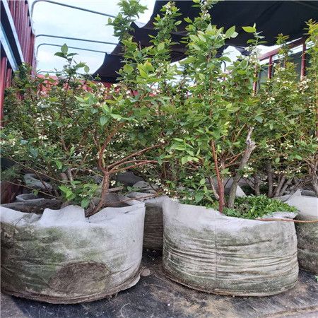 基地有种植珠宝蓝莓苗育苗中心、珠宝蓝莓苗免费培训