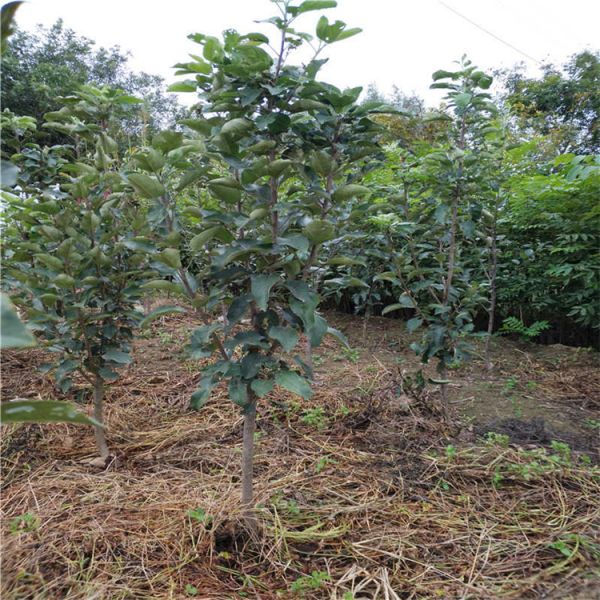 华硕苹果苗繁育基地