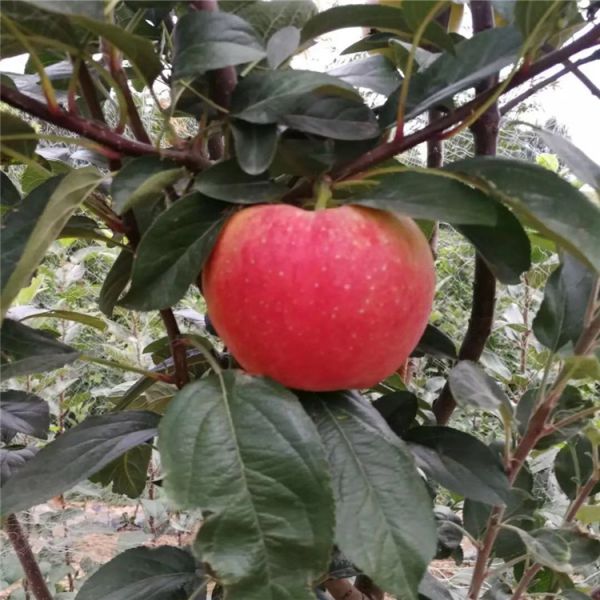 华硕苹果苗繁育基地