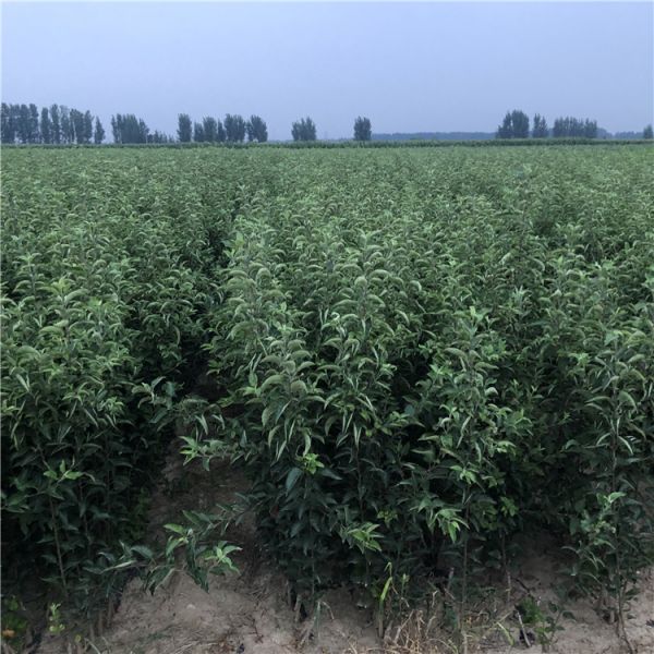 华硕苹果苗繁育基地