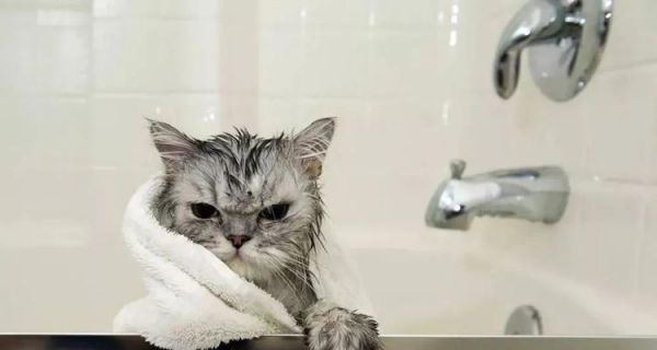 猫咪哺乳期驱虫指南（宠物的健康靠这些小贴士）